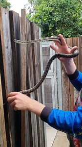 Wow This Python Was In a Tricky Spot! 🤦🏼‍♂️💁🏼 Snakes can still be on the move looking for shelter or water when the rain is falling down, just like this little Coastal Carpet Python did at a Disability facility. The facility did everything right and watched the snakes movements from a distance the entire time, while keeping everyone away and called us in to relocate it, however the python had other plans... He had taken shelter in and down a steel post holding a fence together. We jumped int