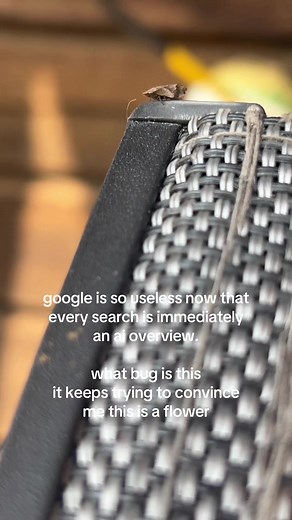 Google Search Bug: AI Overviews and Flower Confusion