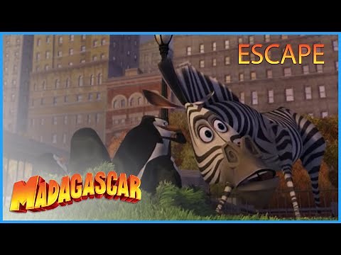DreamWorks Madagascar | Mission: Escape The Zoo | Madagascar | Movie Clip | Kids Movies