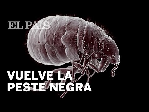 La peste negra reaparece en EE UU | Internacional