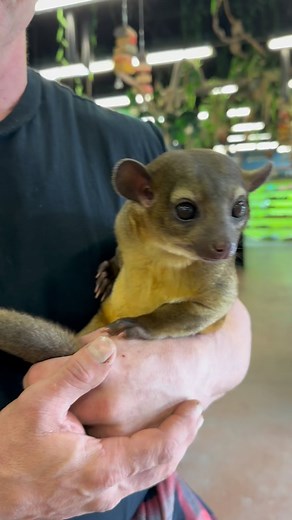 Ever wanted a pet kinkajou? This is your chance to hear all your most common questions answered! 💚 #exoticpets #exoticanimals #exotic #newjersey #nj #bergencounty #morriscounty #animals #pet #pets #love #followback #instagramers #tweegram #photooftheday #20likes #amazing #smile #follow4follow #like4like #look #lfl #fff #art #instagood #fun #instagramers #model | NJ Exotic Pets