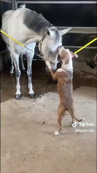 Horses and Dogs: A Heartwarming Friendship Story