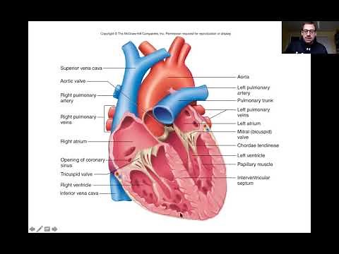 Interventricular Septum