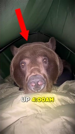 This Bear Saved This Mans Life ❤️❤️