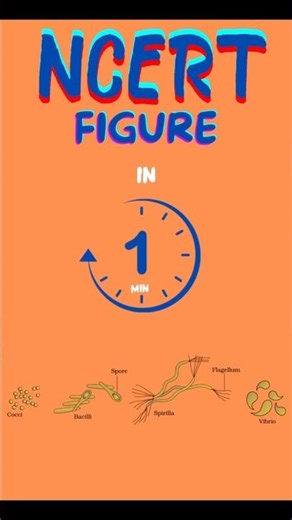 Different Shapes of Bacteria 🦠 #sciencefacts #shorts #education #new #biology