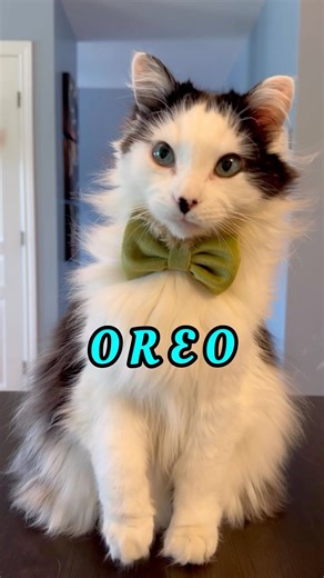 9.5K views · 7.8K reactions | The name game. #cats #funnycats #catvideos | The Oreo Cat | Facebook