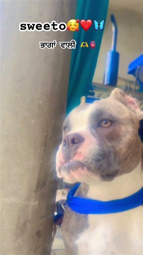 ਭਾਗਾਂ ਵਾਲੀ 🫀❤️🤌🏻#doglove #blueeyes #trendingshorts #pets #viralvideo #sweeto #kismatkarma