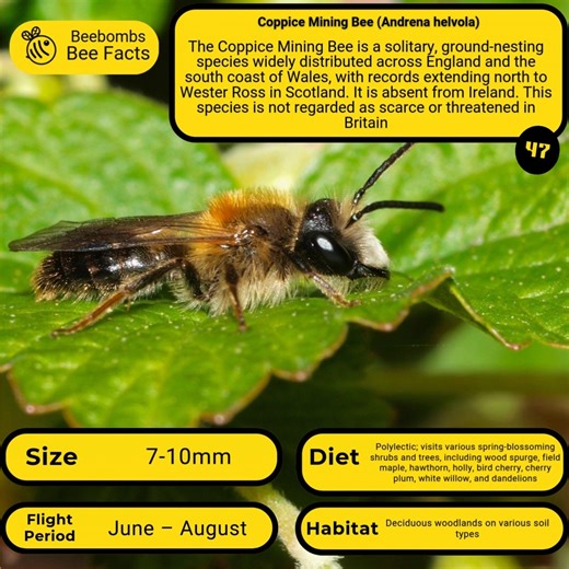 Number 47 of all UK bees today - The Coppice mining bee gets its name honestly, it’s at its best where woodland is kept open and light reaches the ground. Fresh females can look properly smart, with a warm gingery thorax and golden bands at the front of the abdomen, while males are smaller and tend to look neater and slimmer. They’re ground-nesters, often choosing bare, firm soil along rides, and they’re on the menu for Panzer’s nomad bee (Nomada panzeri), a cuckoo bee that sneaks its young into