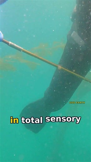 Platypuses Hunt Underwater With Their Eyes Shut — Using a Sense We… #Shorts