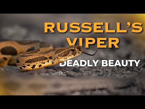 Russell’s Viper | India’s Deadliest Snake | Wildlife Encounter & Real Footage