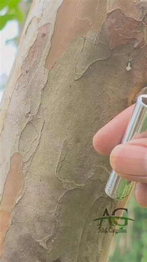 Abi Garden on Instagram: "Grafting experiment using guava flower shoots #fblifestyle #guavagrafting #graftingtechniques #budgrafting #gardeningtips"