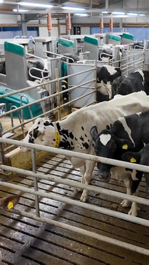 200 reactions | El ordeño de siempre, pero en versión mejorada  El...