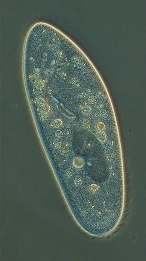 Paramecium Explained in 2 Minutes 😱 | Class 8 Science Project#Nutrition#microorganism#amoeba#diy