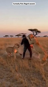 This might be the world’s bravest man or just the craziest. I would definitely freak out 🦁😲 🎥 Generated with AI just for family entertainment. The story might be inspired by true events, but some parts were creatively adapted. | Animal Soul