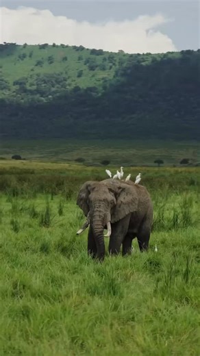 No long speech today—just a simple reminder: don’t miss Ngorongoro Crater during the green season. With its lush landscapes and incredible wildlife, it truly lives up to its name as Africa’s Garden of Eden. #NgorongoroCrater #GreenSeasonMagic #AfricasGardenOfEden #TanzaniaSafari #TanzaniaInsideAndSafari #JourneyOfDiscovery #tanzanialuxurysafari | Tanzania Inside and Safari
