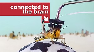 It's the Matrix, but for locusts