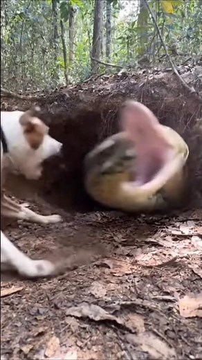 Snake Attacks Dog | Shocking Real Wildlife Moment Caught on Camera