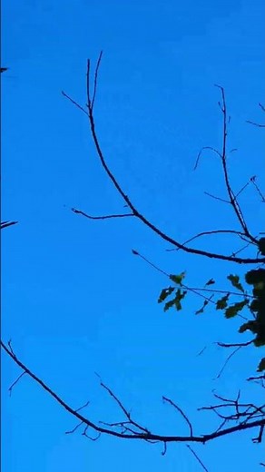 DIY T2LT antenna in the field and Xiegu g90 #radio