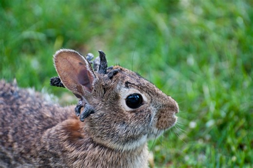 Why are some rabbits growing strange ‘horns’ or ‘tentacles’ on their faces?