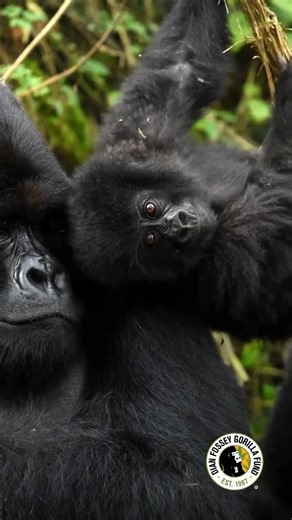 Peek-A-Boo! 😉 🤗 In this video from the Fossey Fund vault, then-1-year-old Twirinde of Ntambara’s group pops in for a surprise entrance. How sweet! 💛 📹 Cedric Ujeneza | Dian Fossey Gorilla Fund