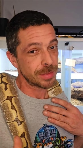 Why Ball Pythons Stop Eating (And Why You Shouldn’t Panic) #ballpython #love #reptiles #snake #pets