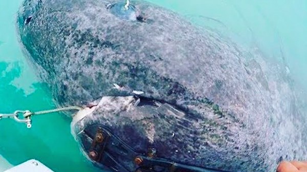 15 Oldest Creatures That Have Survived Through History