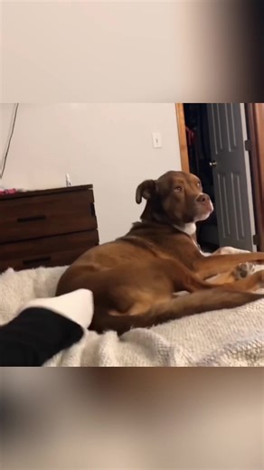 How Your Dog Judges You: Funny Pet Expressions