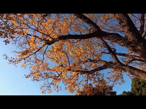 Golden Autumn Tree Branches Against Blue Sky