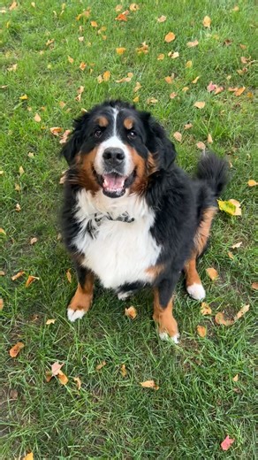 Five weeks of having Miss Elle, Ellie Mae, Ellie Belly… 💕 and we are just loving her so much. Her personality shines brighter each day as she is becoming more playful as shown in this clip! Makes my heart so happy! She’s a dream. ##cowgirl##bernersoftiktok##bernesemountaindog##rescuedog##bestgirl