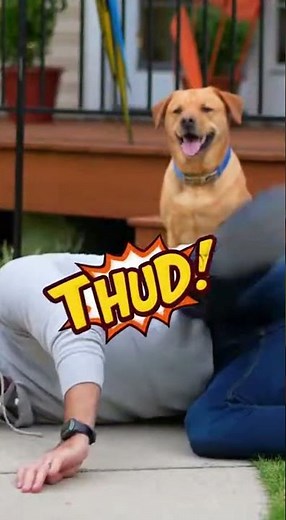 Cockatoo CRITICIZES Owner's Yoga Fail! 🦜😂 #funnydog #funny #goldenretreivers