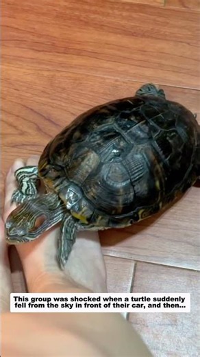 This group was shocked when a turtle suddenly fell from the sky in front of their car, and then...