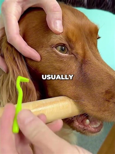 Dog Lets Owner Remove Huge Tick Without Moving! 🐶 #shorts