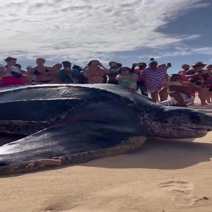 Factcheck: The 'World's Largest Turtle?' Video Is Real, No AI Involved