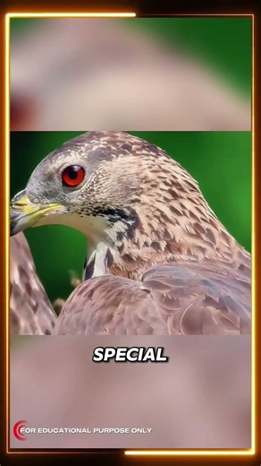 This Bird Destroys Beehives Like Nothing! 😳🐝🦅