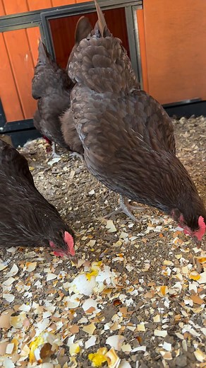 Nothing makes them happier than their little snacky-snack! #backyardchickens #snackysnack | Caitlyn Rowe