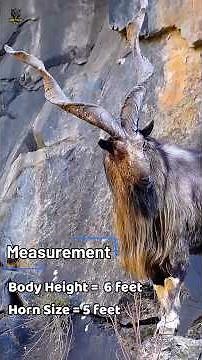Top 4 World’s Biggest Goats 🐐 | Giant Goat Facts #Goats #WildAnimals #AnimalFacts #markhor