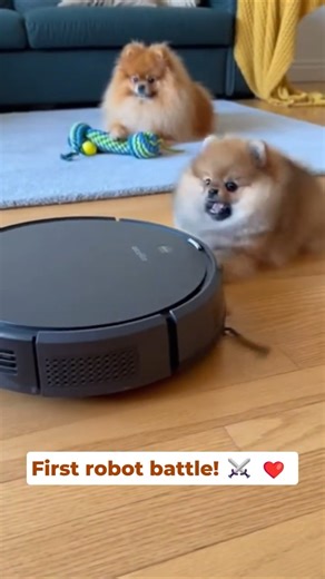 Pomeranian Puppy Hilarious Reaction to Robot Vacuum! 😂 So Cute!❤️