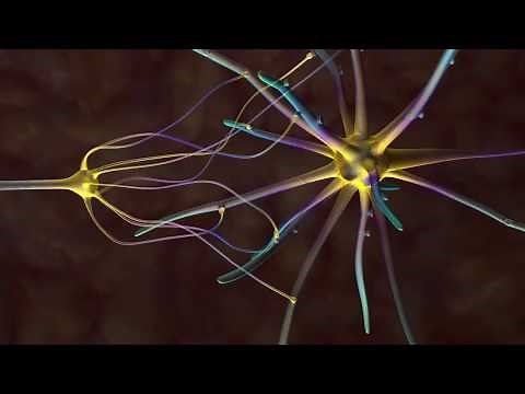 La communication nerveuse