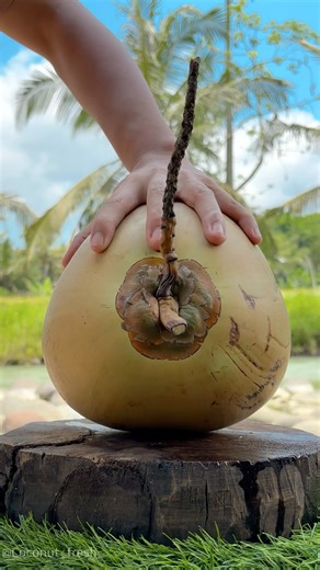 This Giant Coconut Costs $20