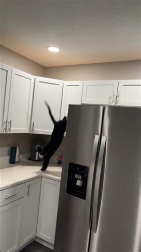 He still caught the fly though 😂