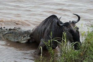 Crocodiles hunt with patience more than speed. They wait quietly at the water’s edge, almost invisible, watching animals come to drink or cross. When the moment comes, they grab the prey firmly and pull it into deeper water. By dragging the wildebeest away from the shore, the crocodile removes its balance and strength. Once in the water, the crocodile holds it under, using weight and calm power to drown it. After that, you may see the famous rolling movement. This slow, powerful rotation helps t