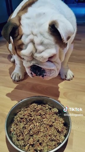 English Bulldog Puppy Feeding Guide | Raw Food & Feeding Schedule