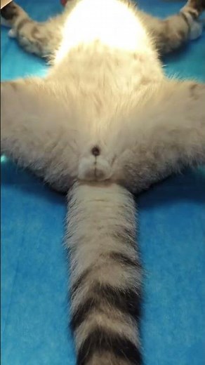 The full process of neutering （castration） a cat