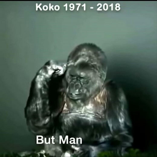 Koko's Final Message to Humanity