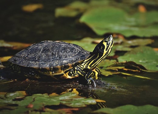 Die Haltung von Wasserschildkröten – das solltest Du dabei beachten