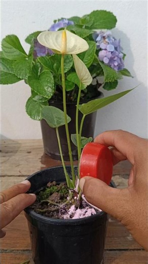 Anthurium Plant Care Best way 🌱#anthuriumcare #gardening #garden #plants