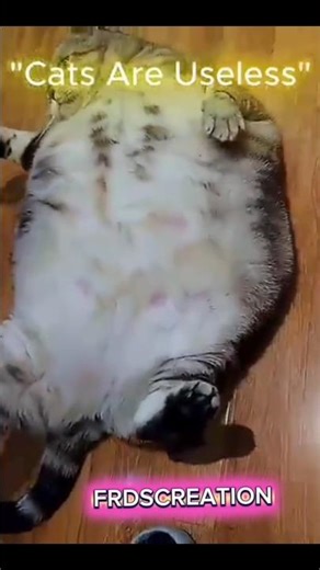 CAT ARE USELESS but...these cats. ...#cats#memes#edits...💪#respect#sadnasheedslowedreverb