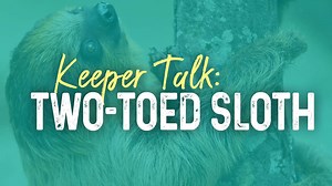1.6K views · 26 reactions | Check out this week’s #KeeperTalk video featuring Oscar! Want to know more about an animal at the park? Comment who you would like to see next. | Wild Adventures Theme Park | Facebook