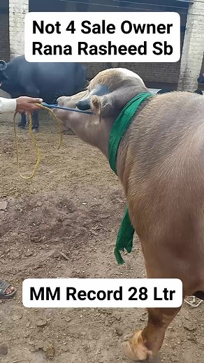 302K views · 5.2K reactions | Rana Dairy Form Special Thanks | Dairy Farming With Akhlaq Rizvi | Facebook