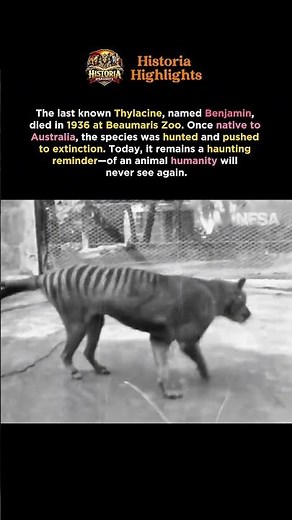 The Thylacine That Didn't Have to Die #extinction #humanimpact